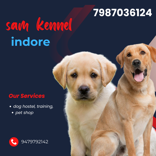 labrador puppies for sale in indore 7987036124